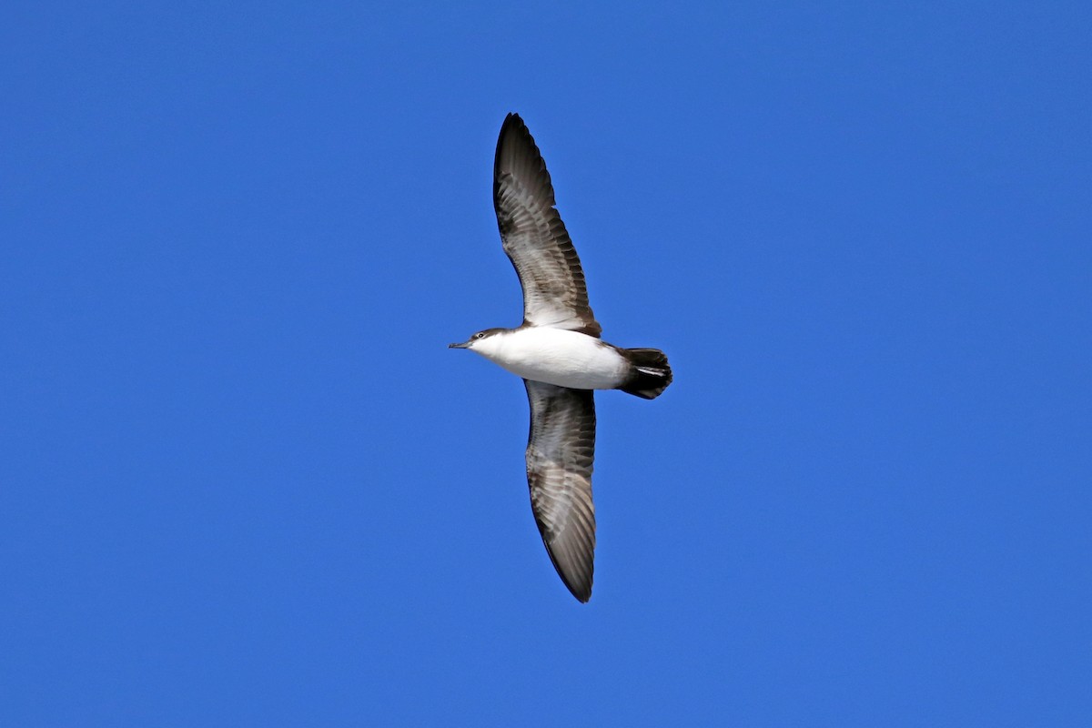 Puffin des Galapagos - ML422630101