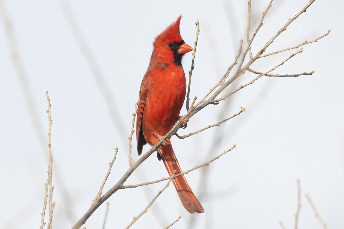 Cardinal rouge - ML422630421