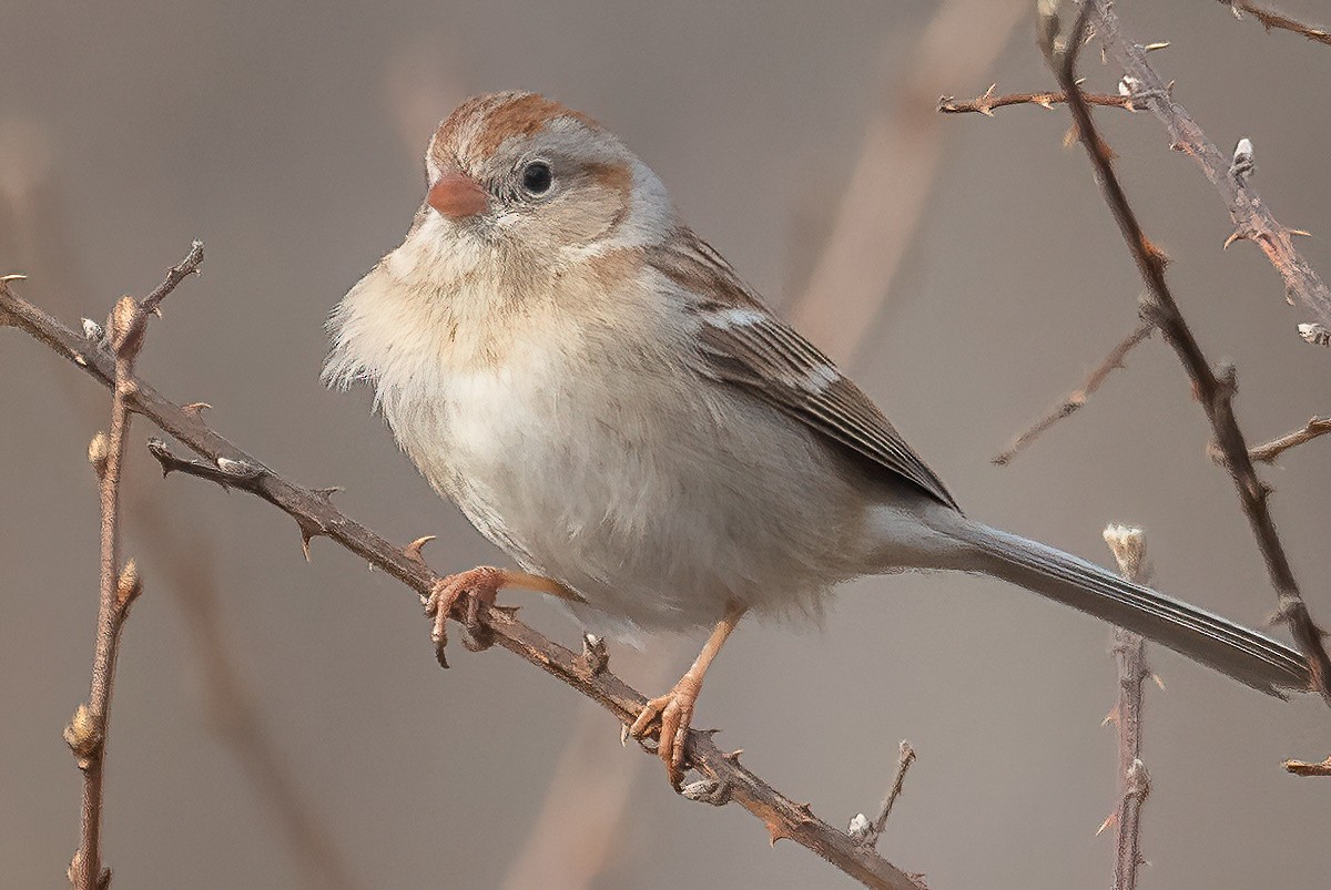 Field Sparrow - ML422630431