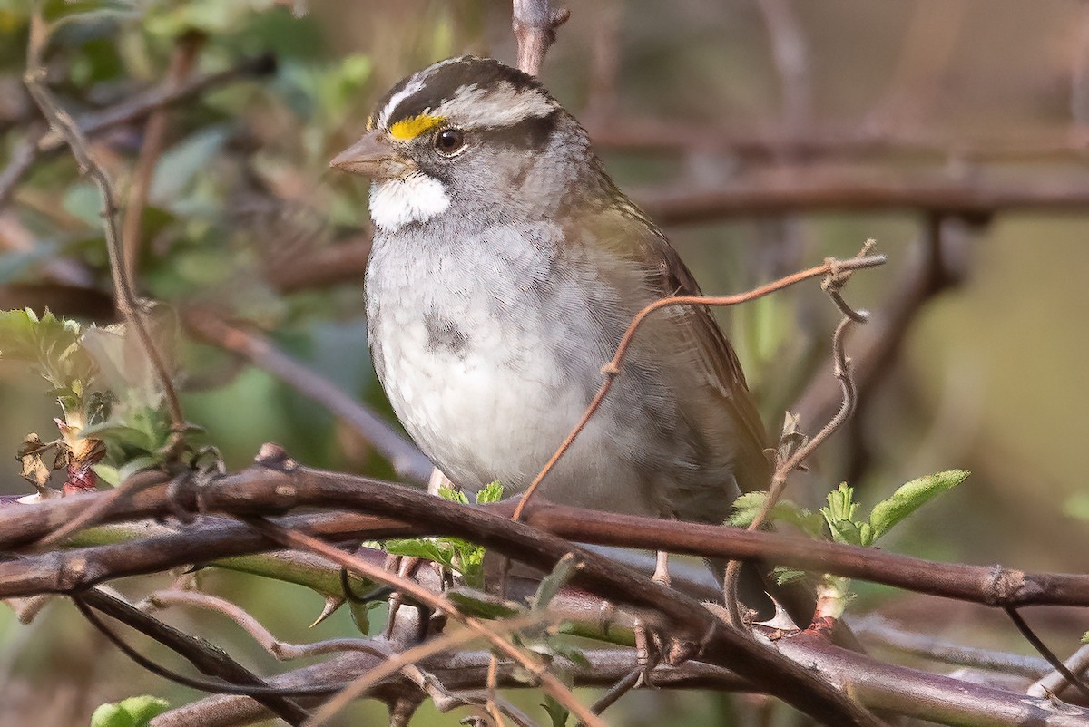 White-throated Sparrow - ML422630451
