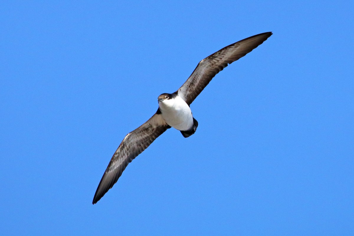 Galapagos Shearwater - Guy Stevens