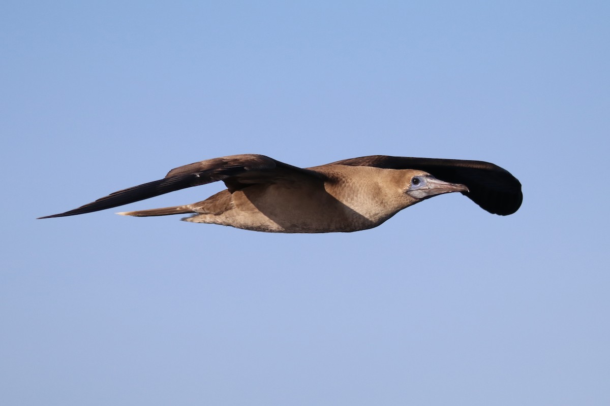 Red-footed Booby - ML422631731