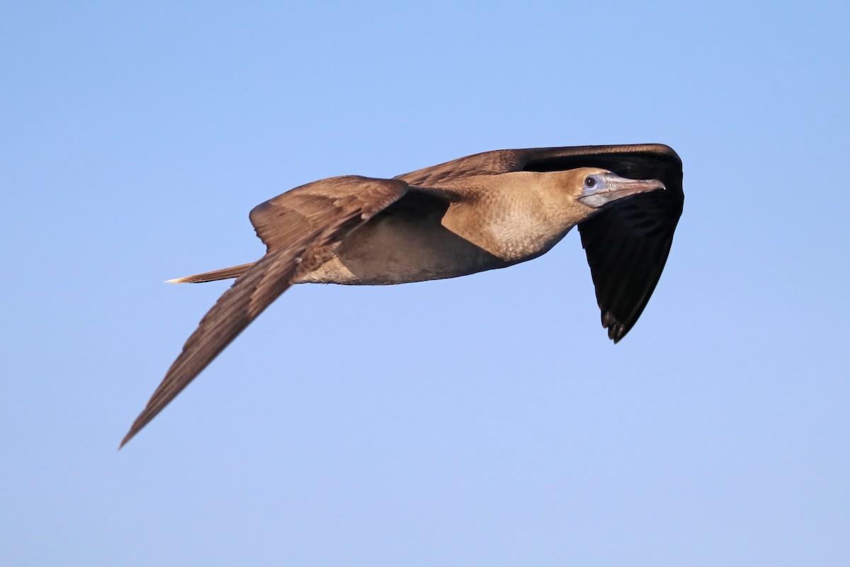 Red-footed Booby - ML422631781