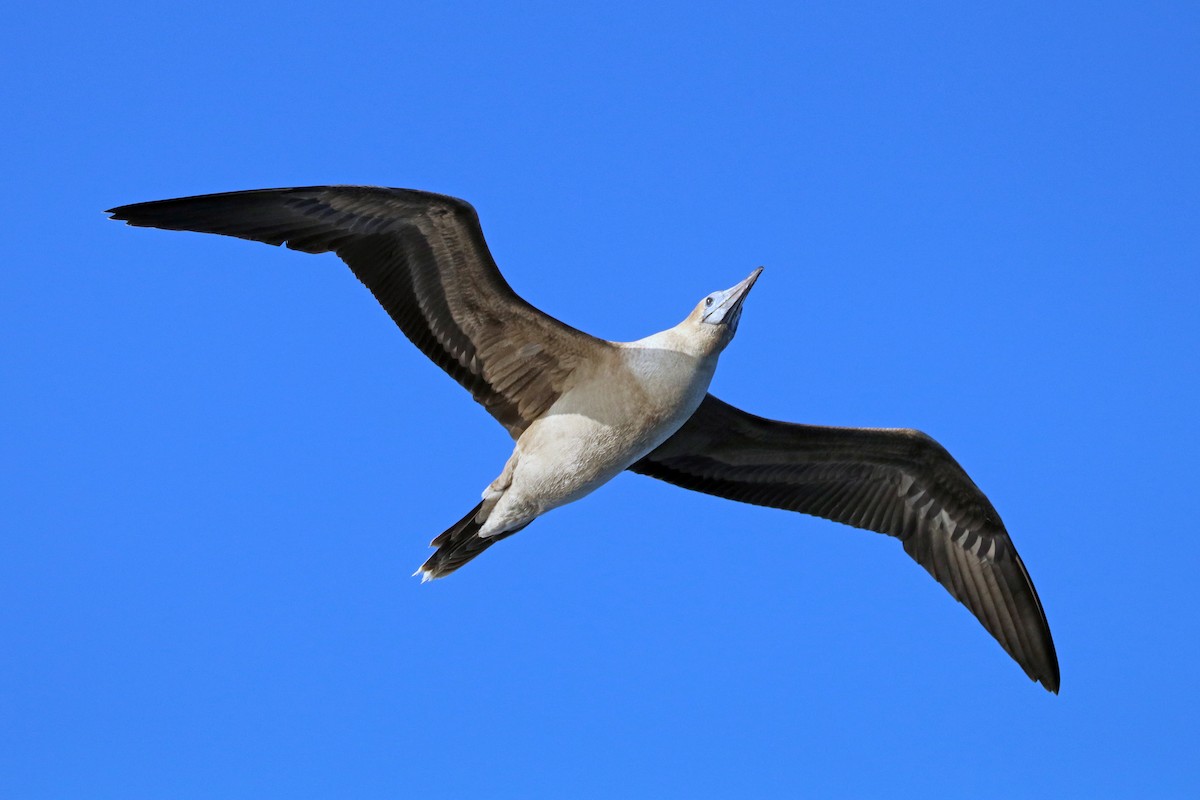 Red-footed Booby - ML422631791