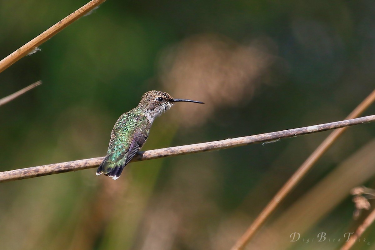 Black-chinned Hummingbird - ML42263271