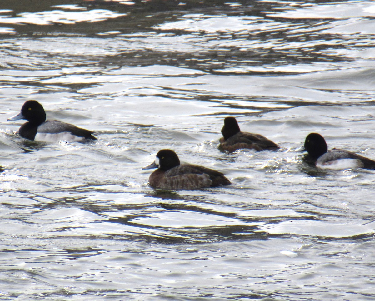 Greater Scaup - Carol Adams