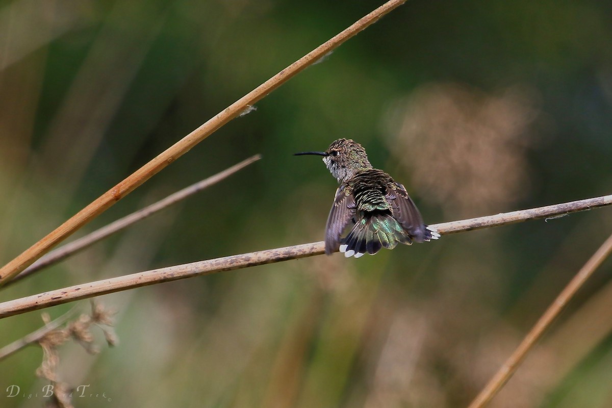 Colibrí Gorjinegro - ML42263281