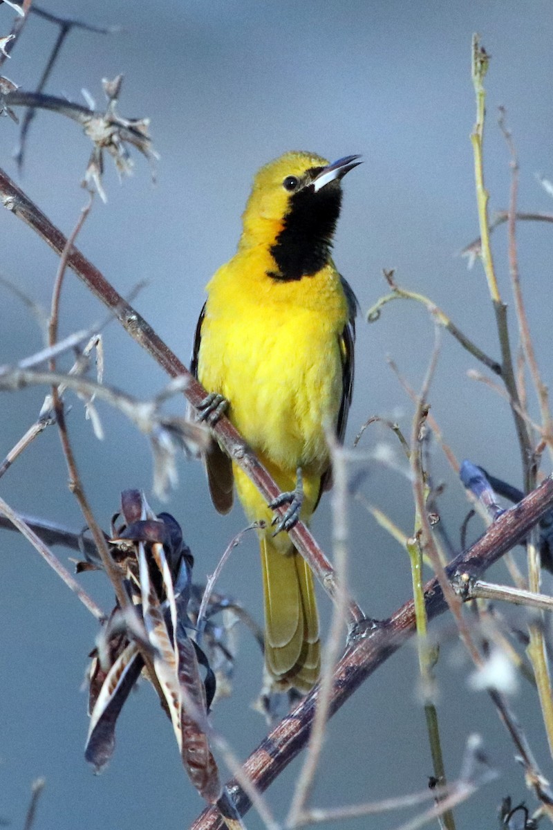 Hooded Oriole - Guy Stevens