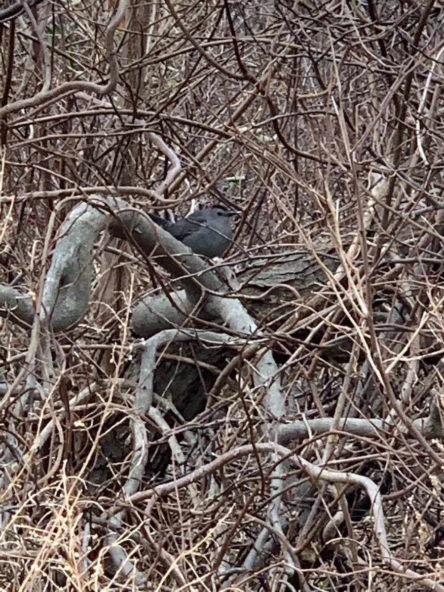 Gray Catbird - ML422634391