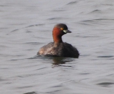 Little Grebe - ML422636561