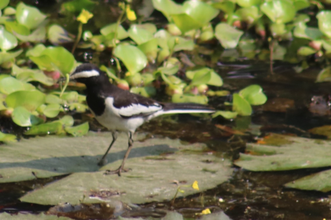 White-browed Wagtail - ML422636681