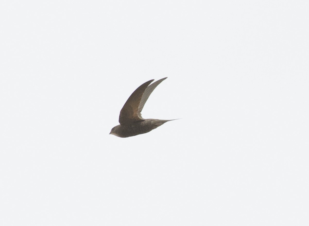 Common Swift - ML422637081