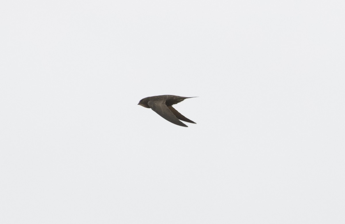 Common Swift - ML422637121