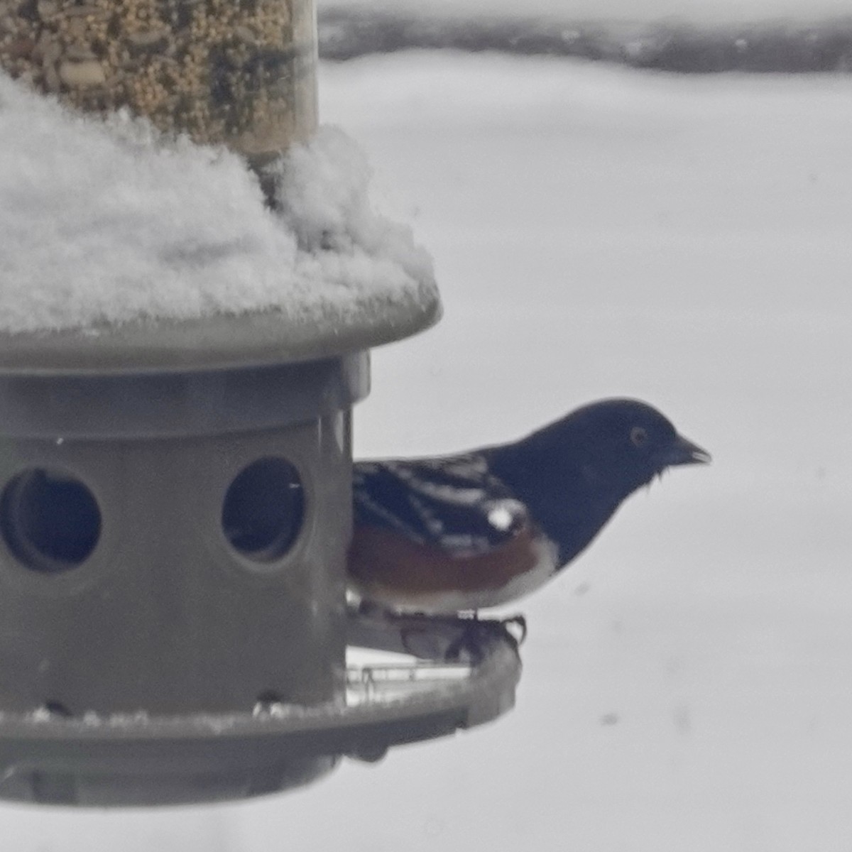 Spotted Towhee - ML422638081