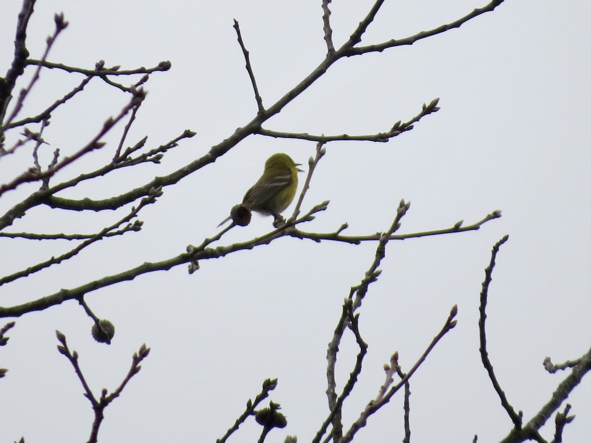 Pine Warbler - Melissa Wales