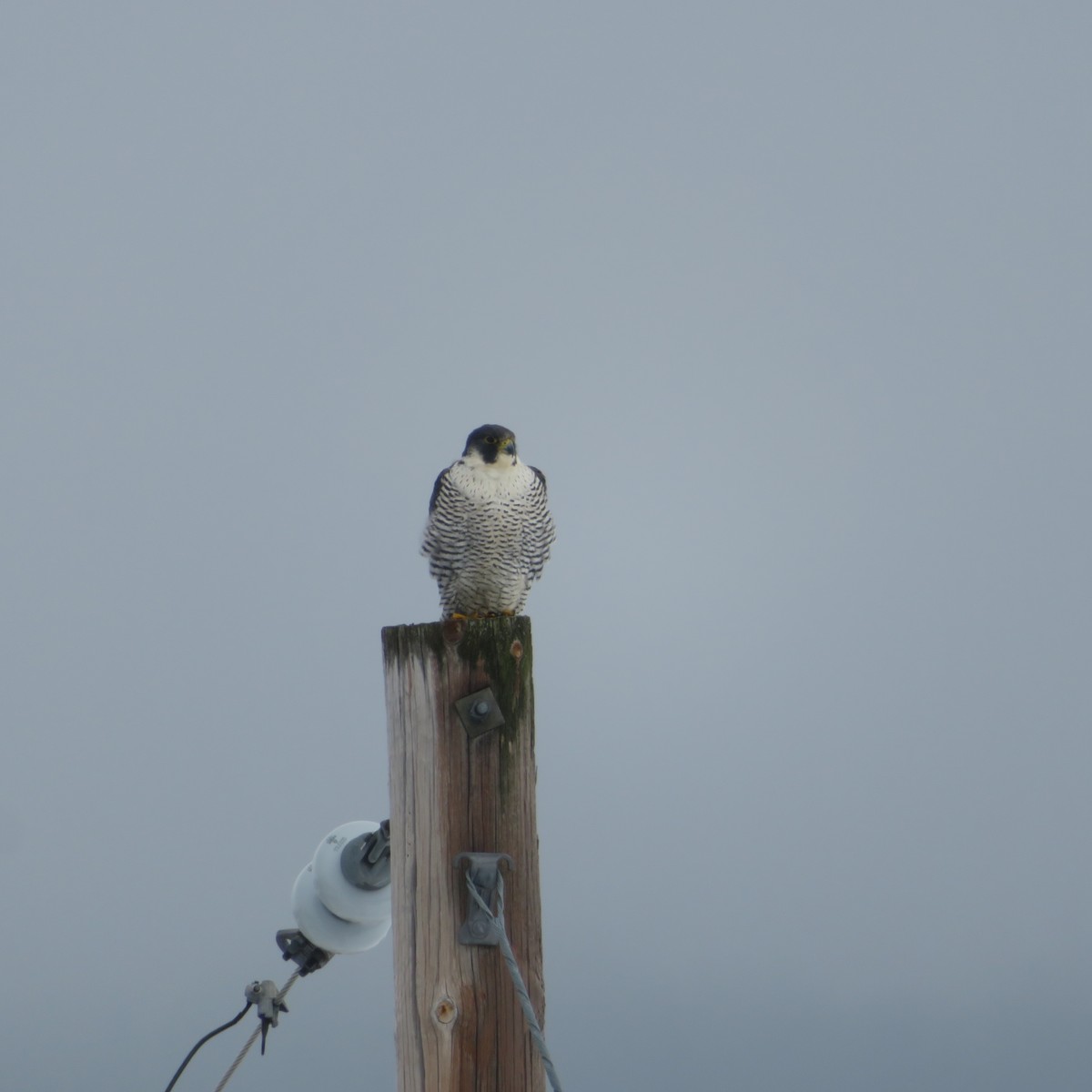 Peregrine Falcon - Vincent Agnesi