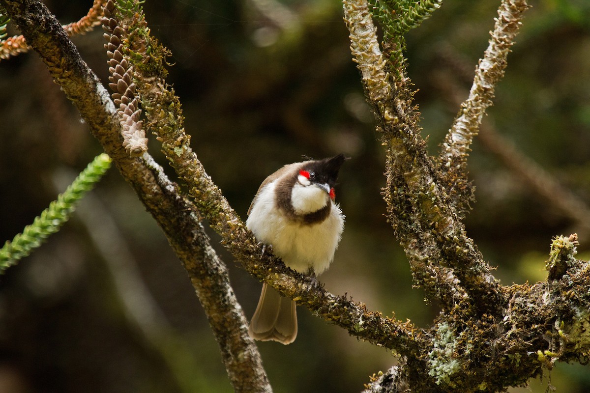 Red-whiskered Bulbul - ML42264151