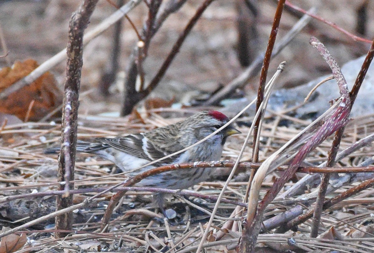 Common Redpoll - ML422642371