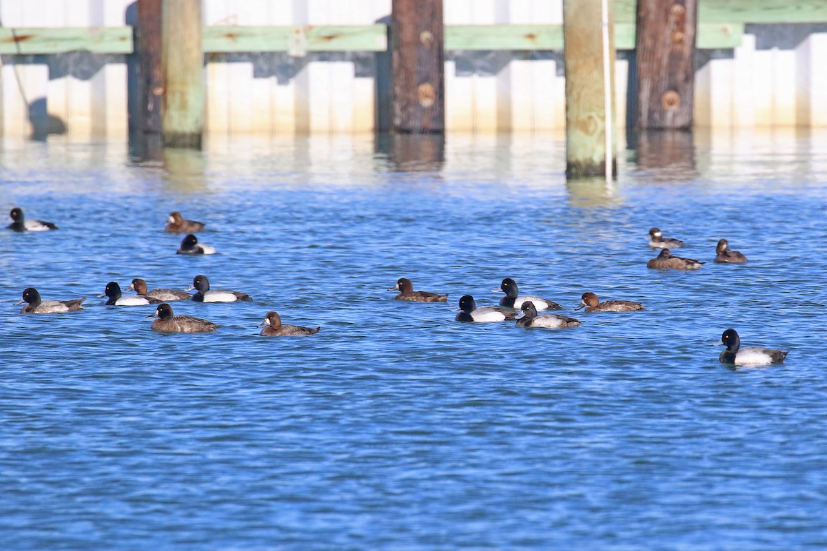 Lesser Scaup - ML422642601