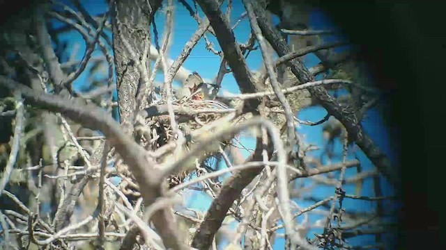 Hawaii-Amakihikleidervogel (virens) - ML422644861