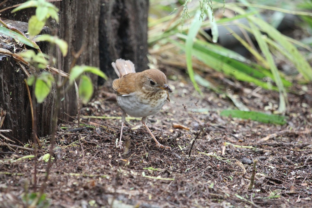 Grive fauve - ML422645031