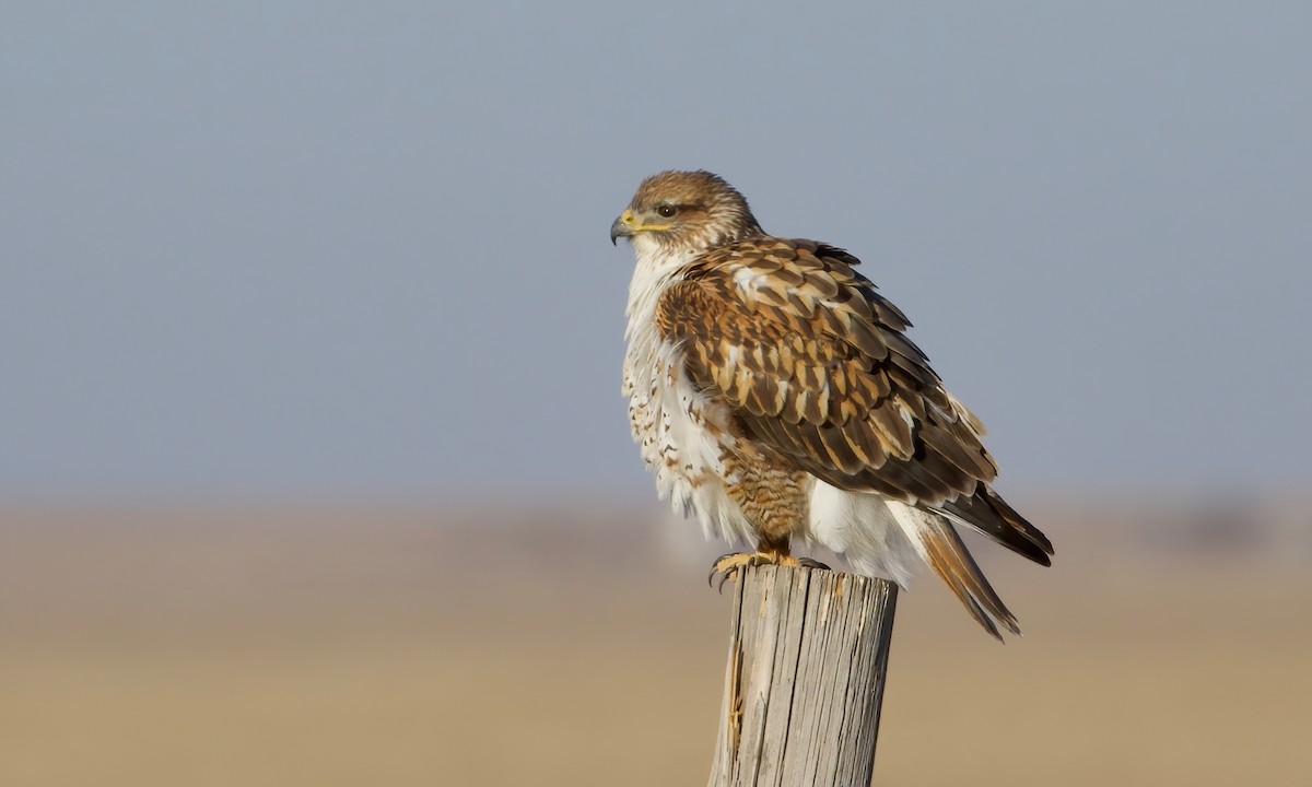 Ferruginous Hawk - ML422645361