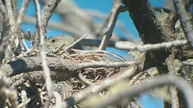 Amakihi familier (virens) - ML422647571