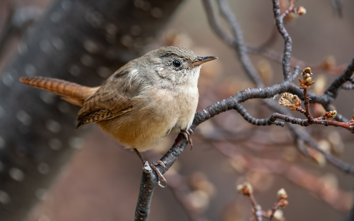 House Wren (Southern) - ML422648921