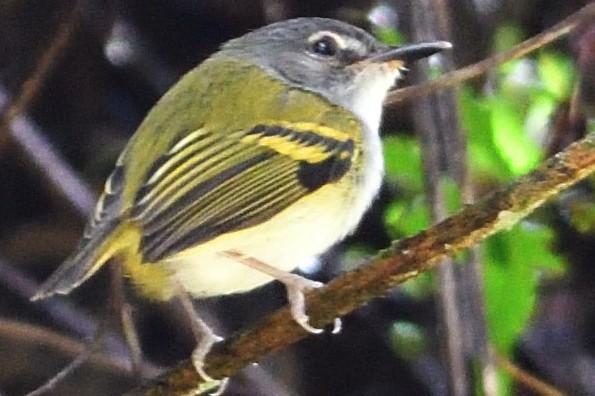 Slate-headed Tody-Flycatcher - ML422649271