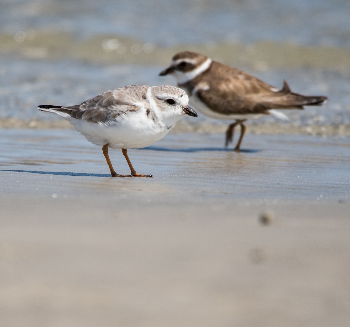 Piping Plover - ML422650671