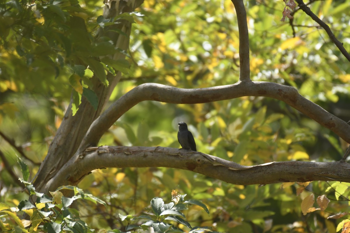 Gray-bellied Cuckoo - ML422652341