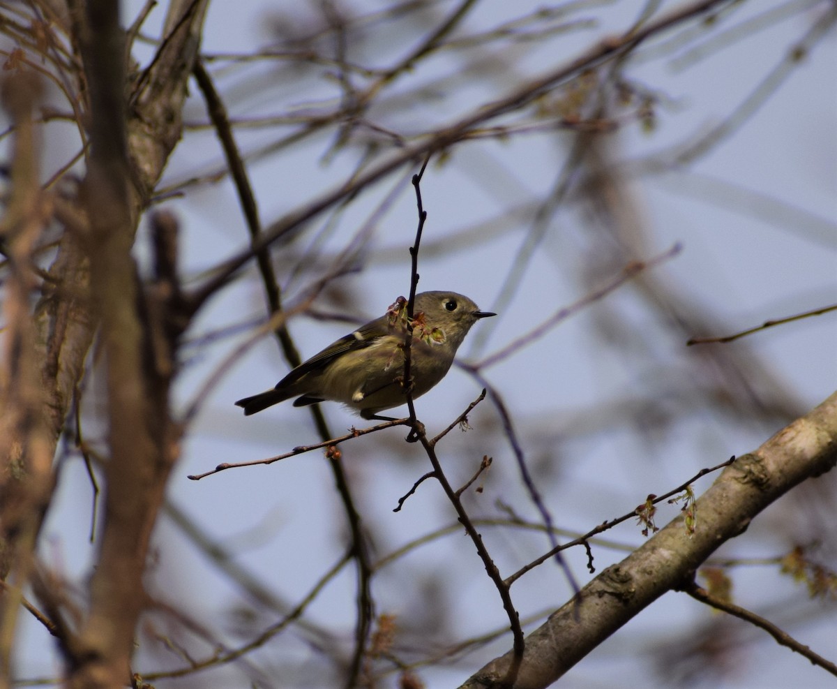 Ruby-crowned Kinglet - ML422653561