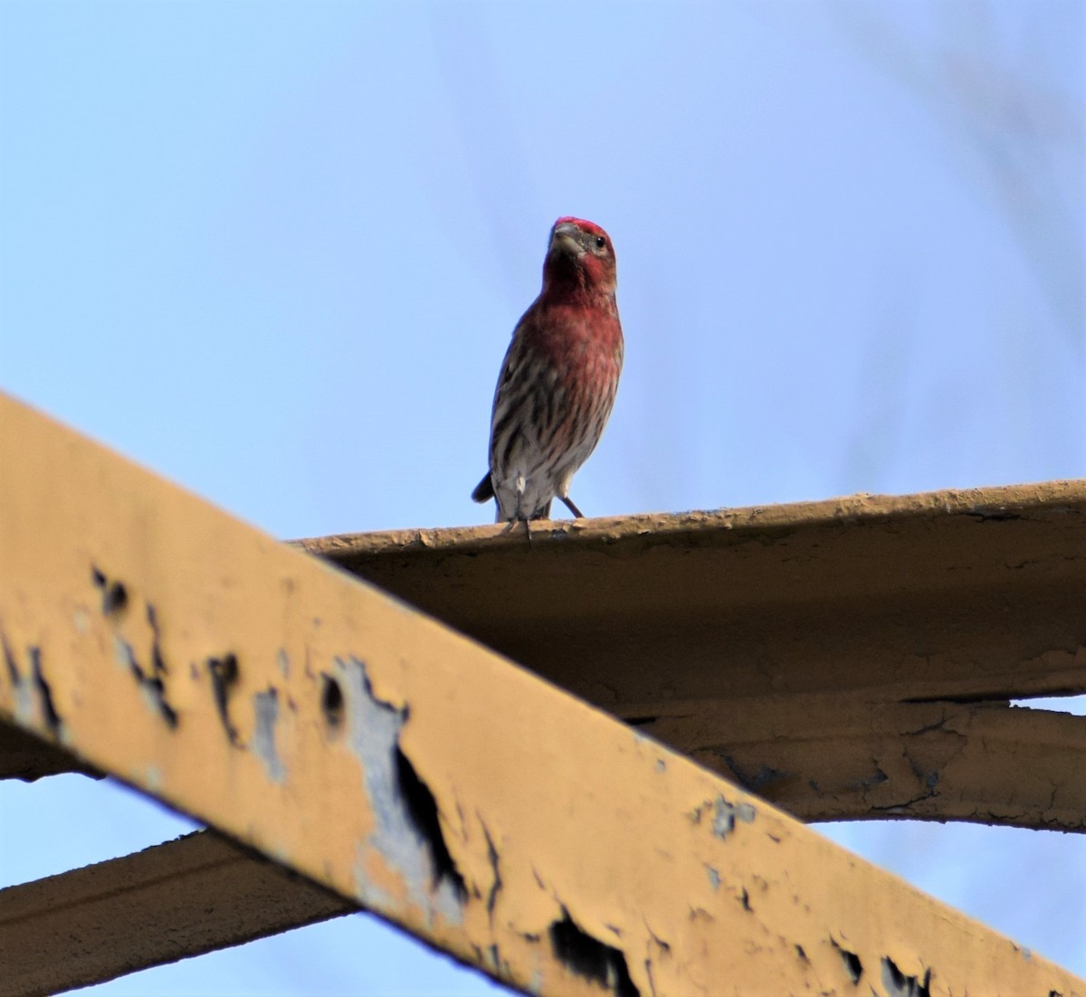 House Finch - ML422653681