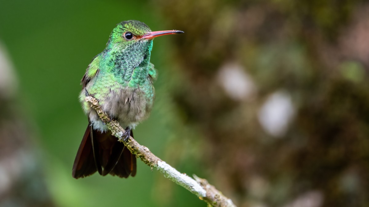 Rufous-tailed Hummingbird - ML422655531