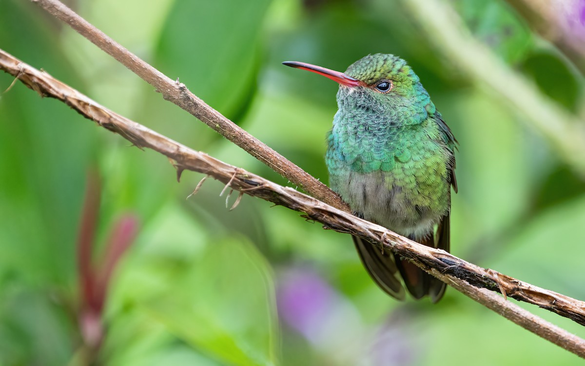 Rufous-tailed Hummingbird - Mason Maron