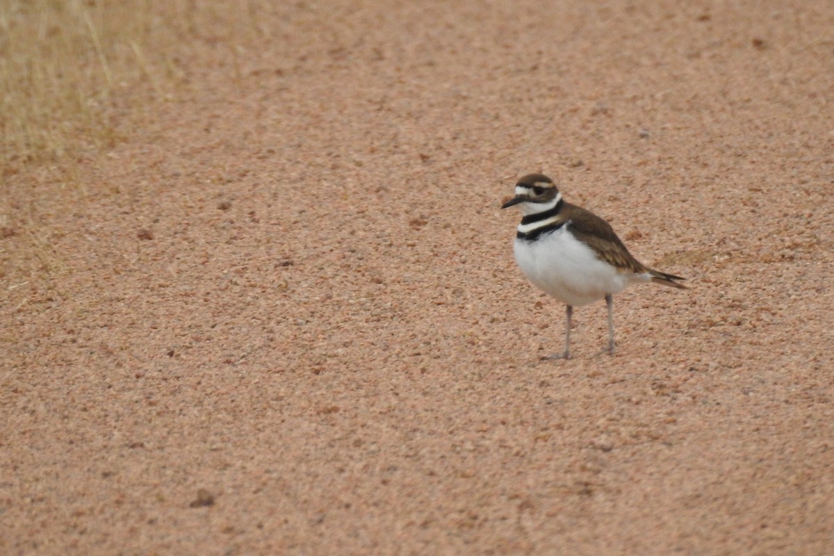 Killdeer - ML422657281