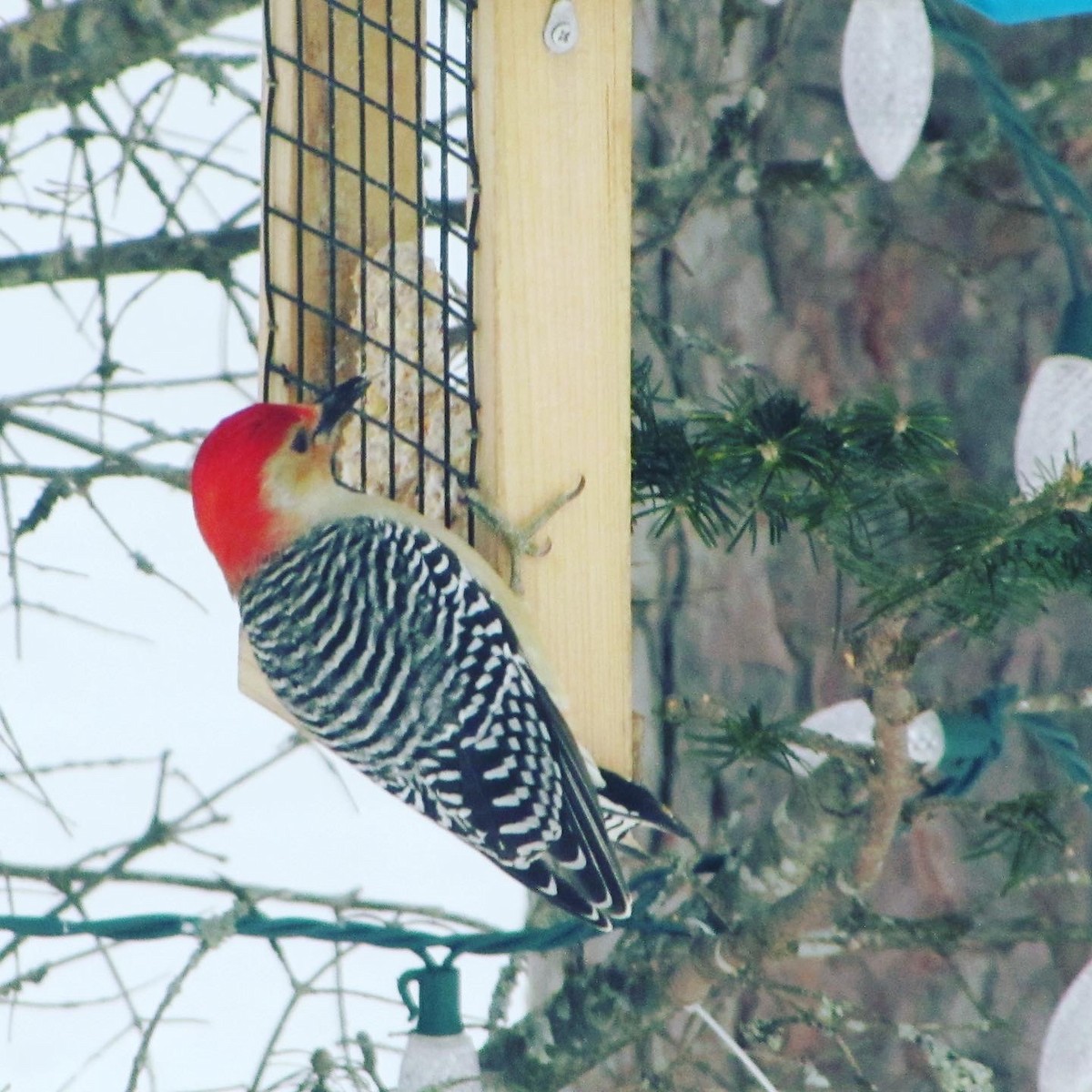 Red-bellied Woodpecker - ML422658661