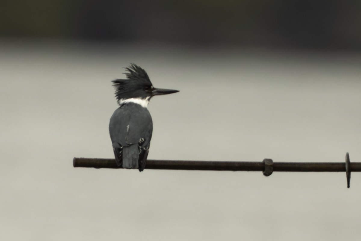 Belted Kingfisher - ML422658821