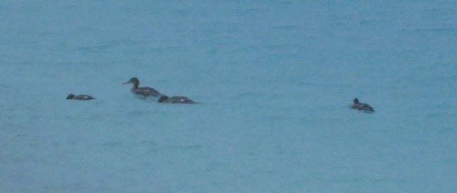 Red-breasted Merganser - ML42266011