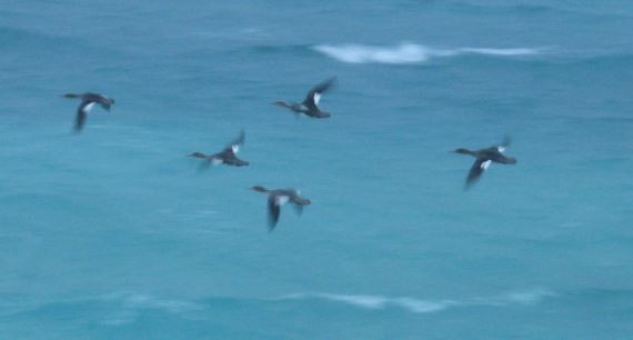 Red-breasted Merganser - ML42266021