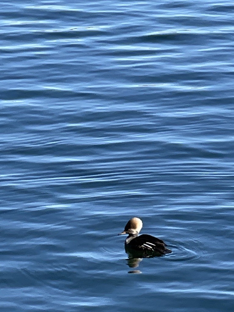 Hooded Merganser - ML422660311