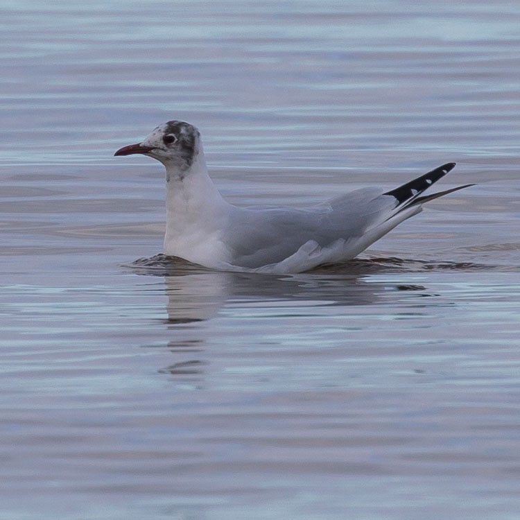Mouette rieuse - ML422660651