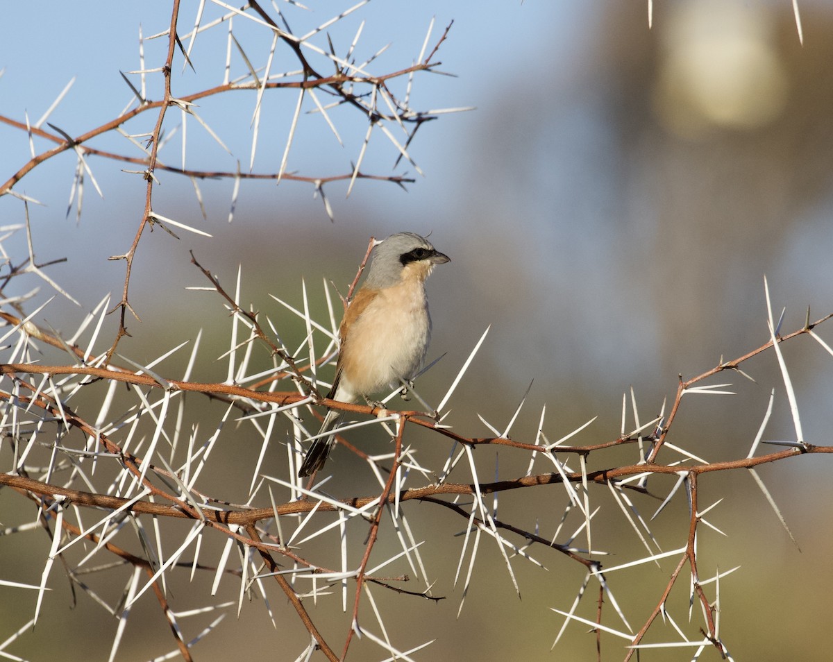 Red-backed Shrike - ML422660891