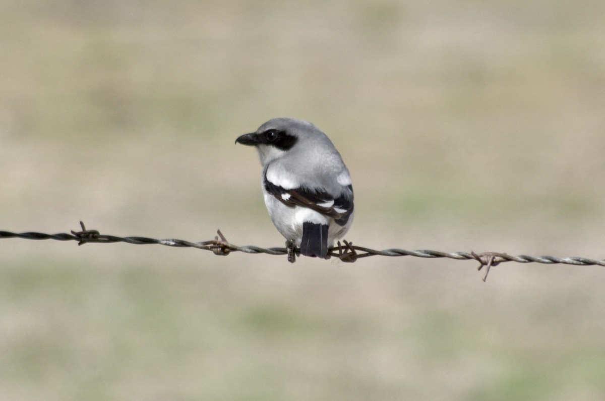 Loggerhead Shrike - ML422661861