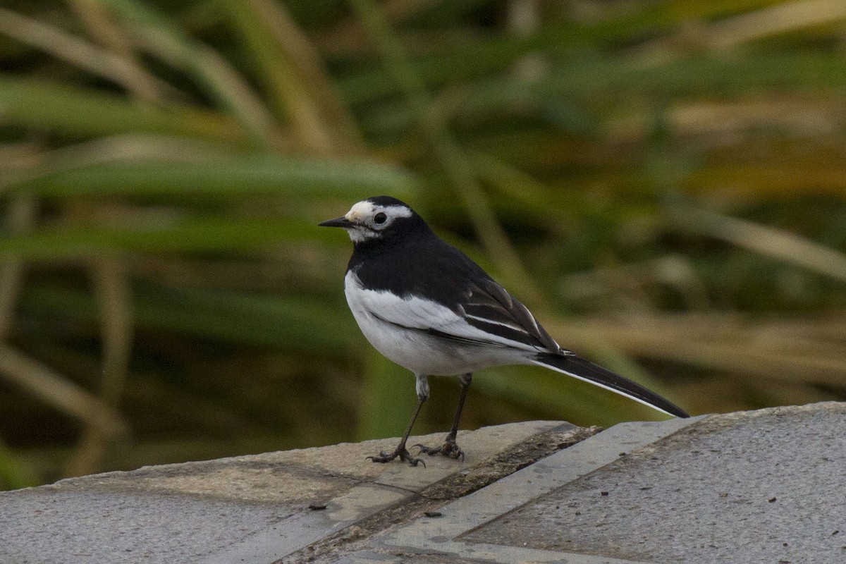 White Wagtail (Hodgson's) - Kristof Zyskowski