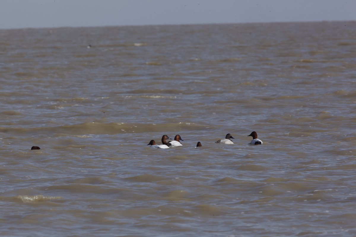 Canvasback - ML422662601