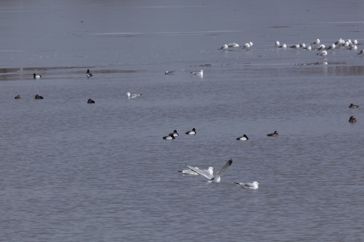 Lesser Scaup - ML422663141