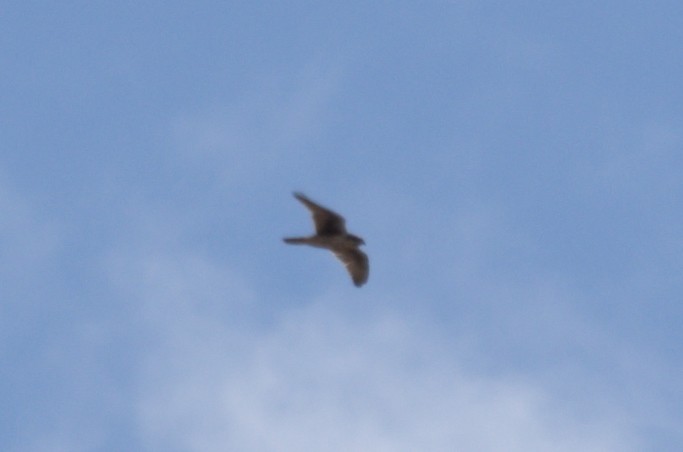 Prairie Falcon - ML422664181