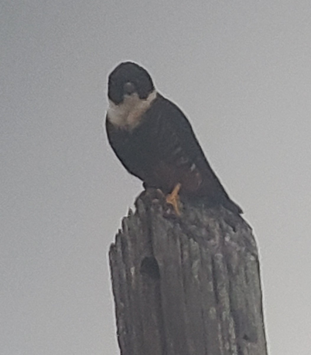 Bat Falcon - ML422664761