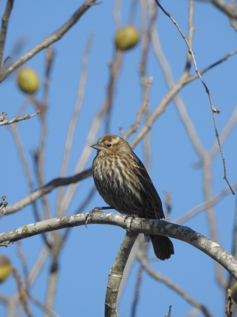 Red-winged Blackbird - Jeffrey Hill